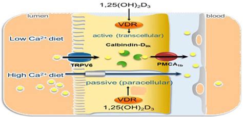 Probiotics: A Promising Tool for Calcium Absorption