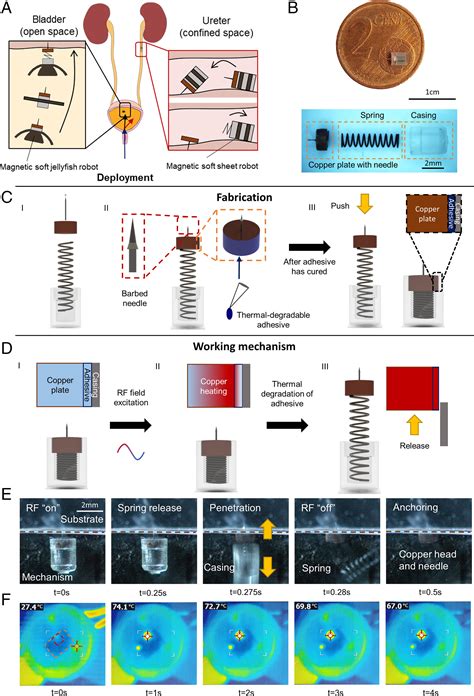 On-demand anchoring of wireless soft miniature robots on soft surfaces ...