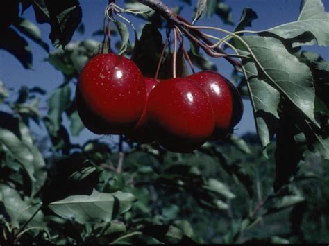 Unusual Fruit Trees to Grow | HGTV