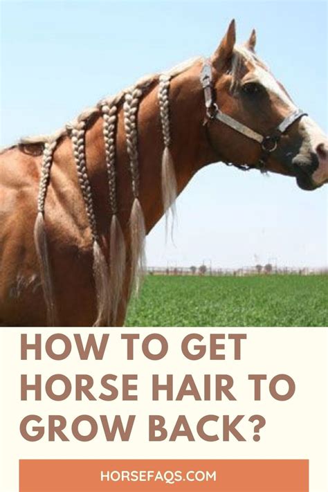 How To Get Horse Hair To Grow Back? in 2023 | Horse mane, Horses, Horse care tips