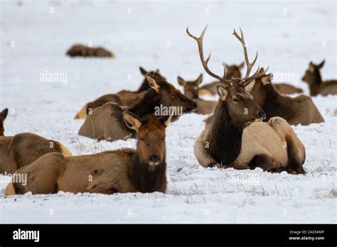 National Elk Refuge, Jackson, Wyoming Stock Photo - Alamy