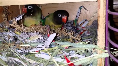 Inside A Lovebird Nest Box - YouTube