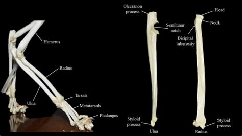 Cat limbs | Atlas of Comparative Vertebrate Anatomy