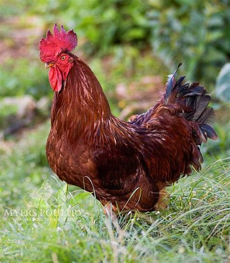 Rhode Island Red Chickens | Shop Online | Myers Poultry