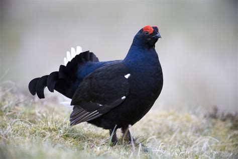 The Famous Grouse raises £600,000 to aid namesake species protection - The Sunday Post