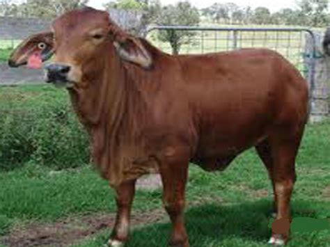 Sahiwal Cattle: Origin, Characteristics, Uses, Photo