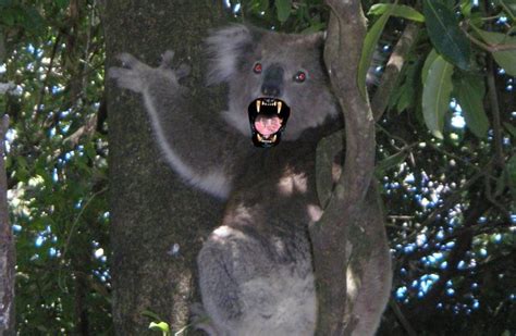 10 Most Dangerous Animals in Australia | Planet Deadly