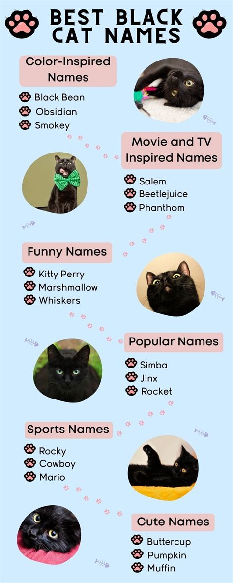 120 Black Cat Names For Your Furry Void – Two Tails Pet Company