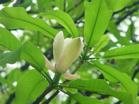 The Benefits of Magnolia Bark Extract - Xi'an Herb Bio