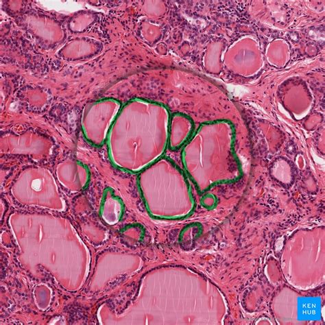 Simple epithelium: Location, function, structure | Kenhub