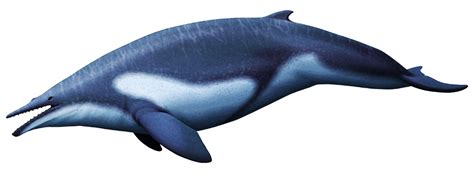 alphynix:Modern mysticete whales all have baleen plates in their mouths ...