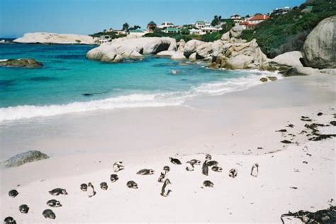 Boulders Beach, Cape Town | Ticket Price | Timings | Address: TripHobo