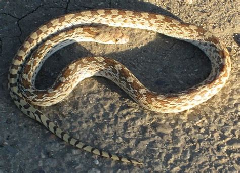 Sonoran Gopher Snake | Animal World