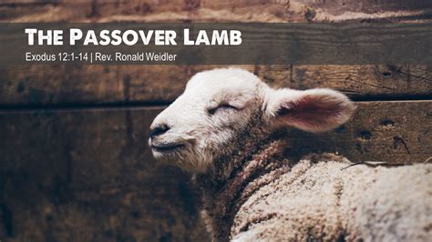 The Passover Lamb - Faith Lutheran Church | Church in Lake Forest, IL