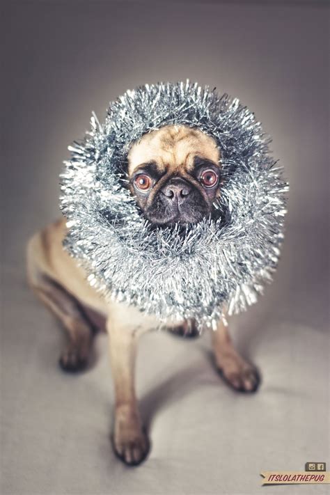 hmmm.... it's christmas...again?!? Black Pug, Pug Love, Pugs, Paw Print, Cute Animals, Photo And ...