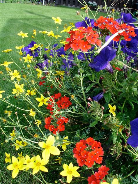 Primary Colours | This vivid trio is in my big container in … | Flickr