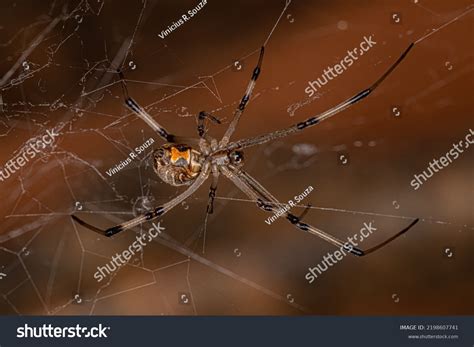 Female Adult Brown Widow Spider Species Stock Photo 2198607741 | Shutterstock