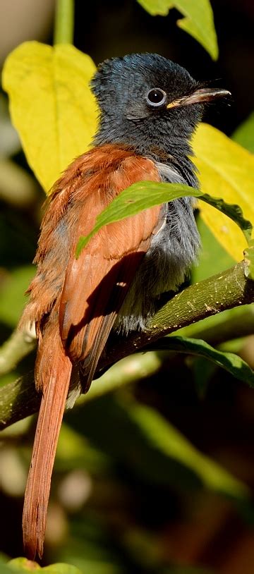 African Paradise Flycatcher