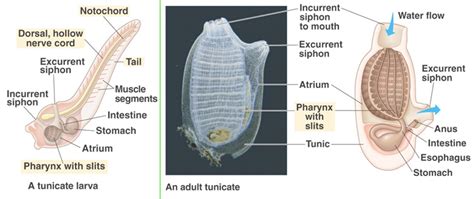 Urochordata Anatomy