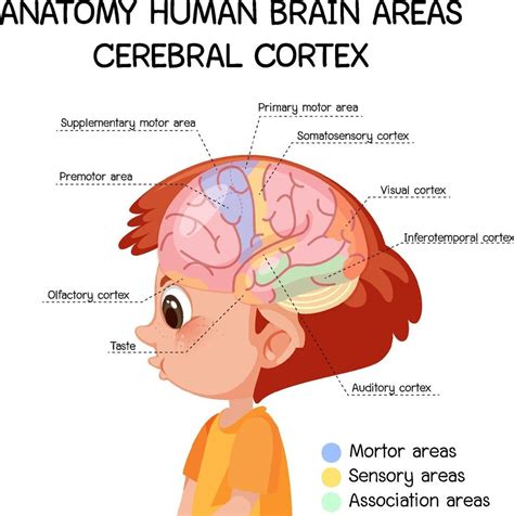 Anatomy human brain areas cerebral cortex with label 1988532 Vector Art at Vecteezy