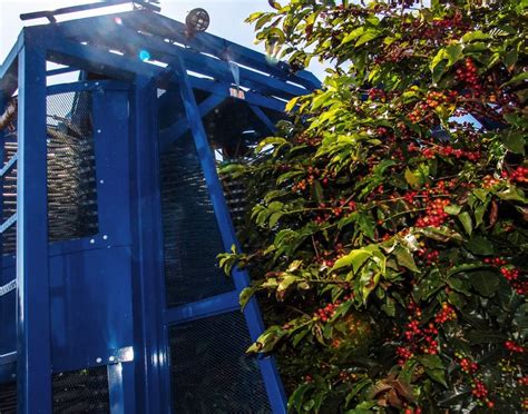 Coffee Harvesting Machines: Efficient and Economical