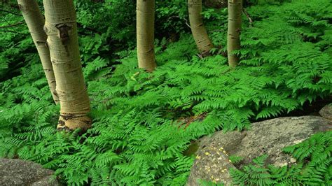 Forests: Forests Green Ferns Fern Nature Trees Plants Forest ... | Trees to plant, Plants ...