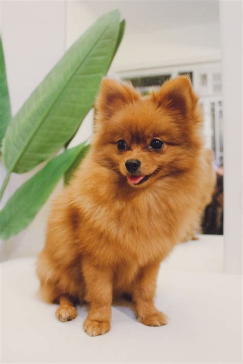 Dog Photography Cutest Puppy Training Stuff Breeds Tiny Funny Pomeranian Teacup Husky Cross ...