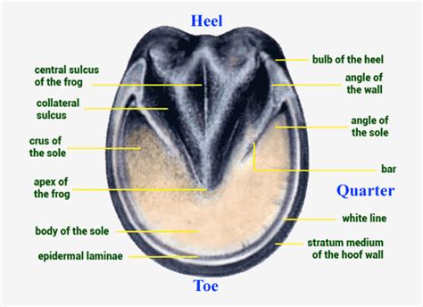 The Anatomy and Physiology of the Hoof - Australia - Life Data Labs