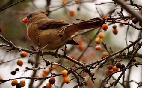 What is the State Bird of North Carolina? - 10,000 Birds