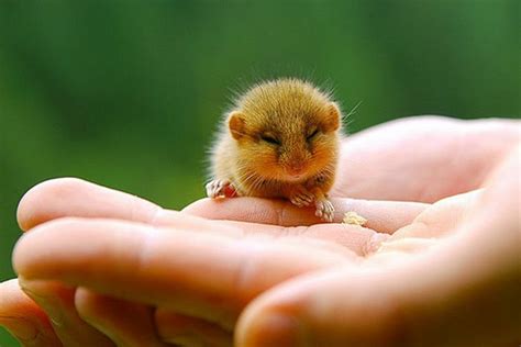 Funniest And Cute Tiny Animals | Funny And Cute Animals