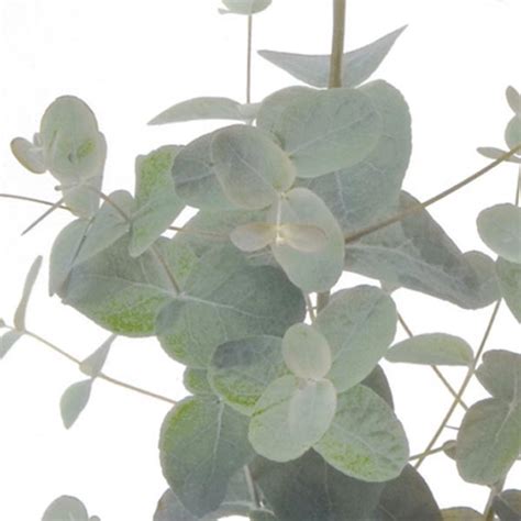 Eucalyptus 'Silver Drop' (Eucalyptus gunnii) - MyGardenLife