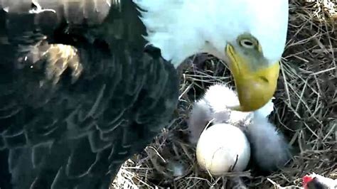 Bald eagle egg hatching in Washington DC - BBC News