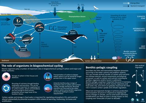 Frontiers | Changing Biogeochemistry of the Southern Ocean and Its Ecosystem Implications