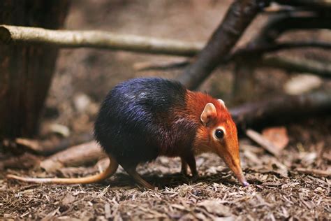 Elephant Shrew