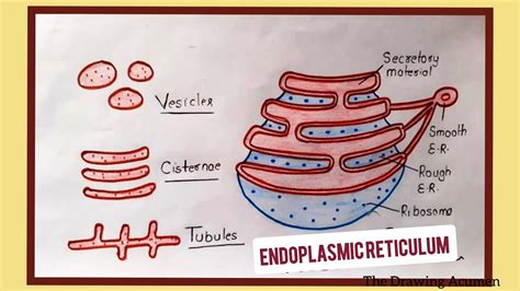 Simple Drawing Of Endoplasmic Reticulum Endoplasmic Reticulum Function ...