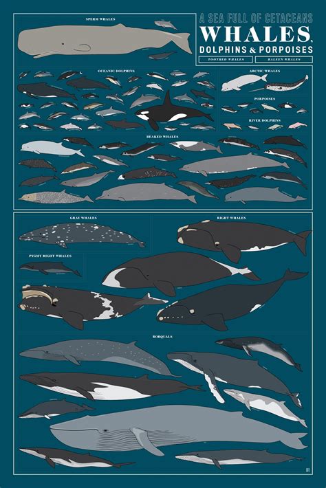 Pop Chart Lab | Design + Data = Delight | A Sea Full of Cetaceans ...