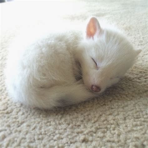 Rylai, el zorro blanco más adorable de internet, sigue creciendo | Panda Curioso