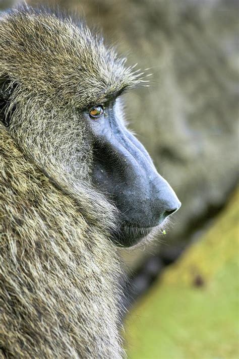 Olive Baboon Papio Anubis Photograph by Photostock-israel - Fine Art America