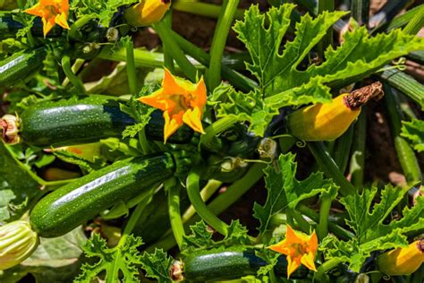 The Best Companion Plants For Zucchini and Squash