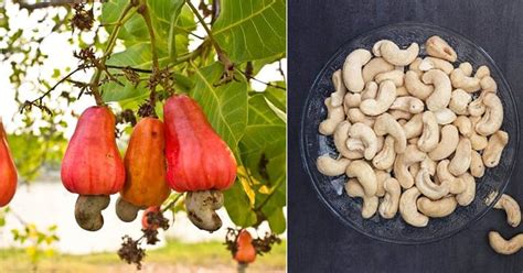 Are Cashews Poisonous? | Balcony Garden Web