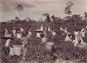 Tea Plantation - FIBIwiki