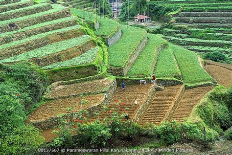 Image result for terrace farming in india | Terrace, Farmland, Outdoor