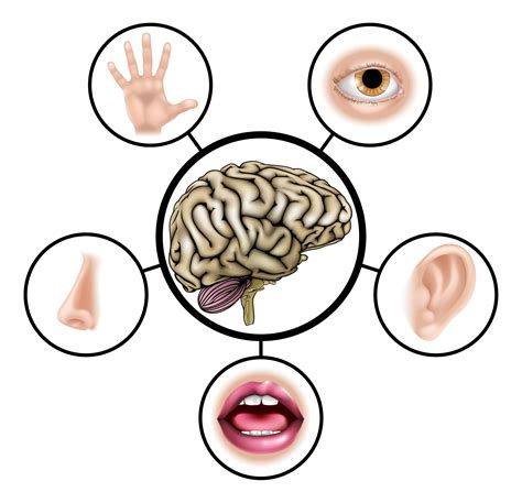 Multisensory Instruction Improves Learning | Education Advice