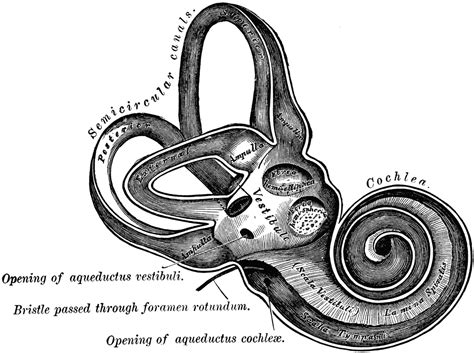 Osseous Labyrinth | ClipArt ETC