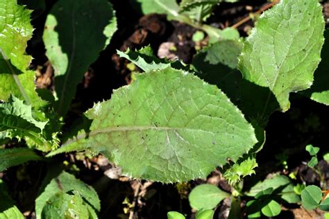 Lactuca serriola - leaves | Turfgrass and Landscape Weed ID