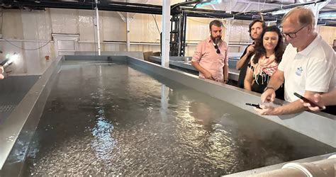 Sustainable Norwegian RAS Technology for Fish Hatcheries