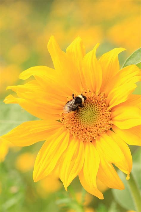 Bumblebee Sunflower Pollination - Free photo on Pixabay - Pixabay