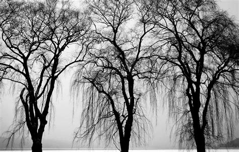 Wallpaper trees, black & white, trees images for desktop, section природа - download