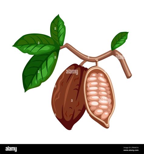 Chocolate cocoa bean on branch with leaves, cartoon illustration. Cacao ...