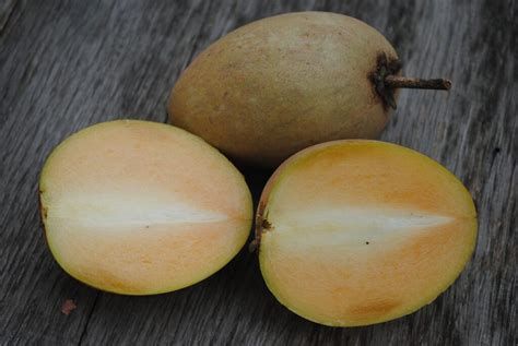 3 Methods to Propagate a Sapodilla Tree — PlantWorksNYC